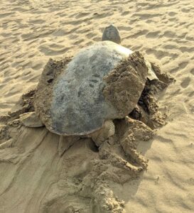 Hawksbill Turtle - Mal B