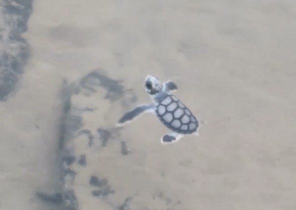 Flatback Hatchling