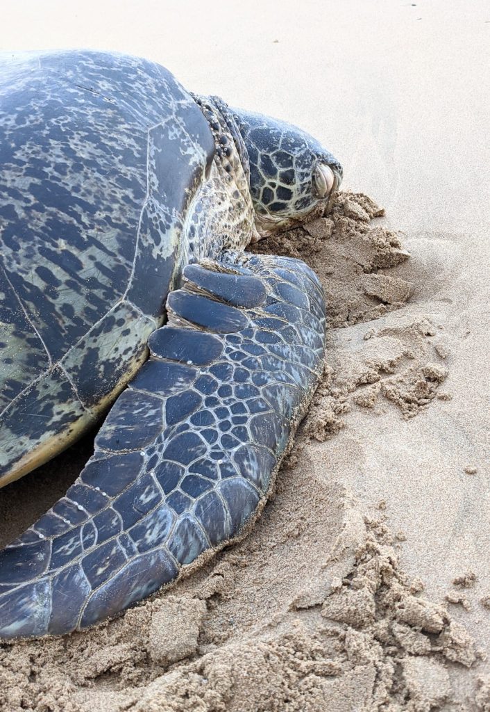 A sleepy basking turtle