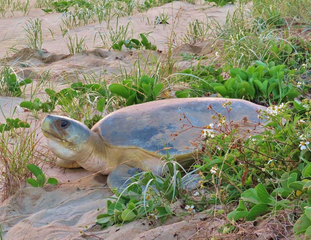 Flatback in the dunes