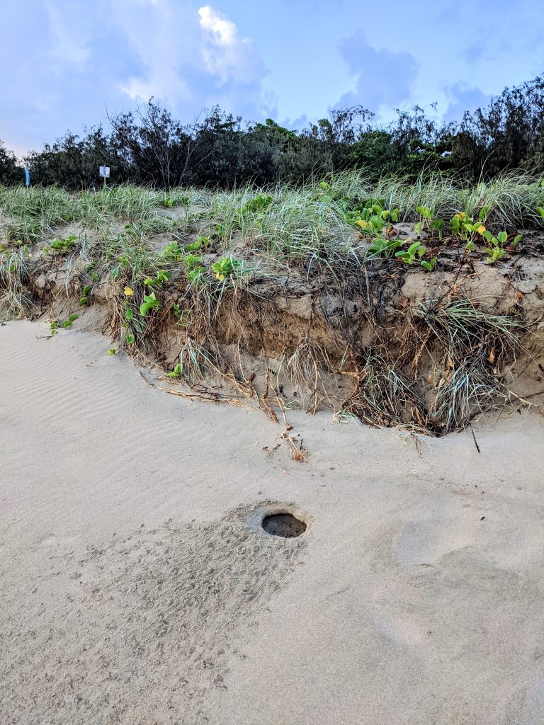 nest after hatching