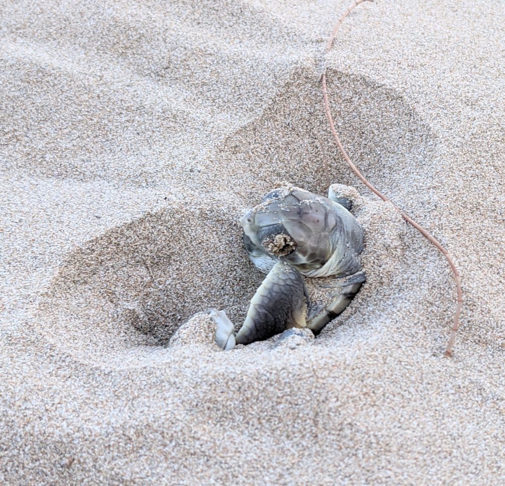 Emerging hatchlings