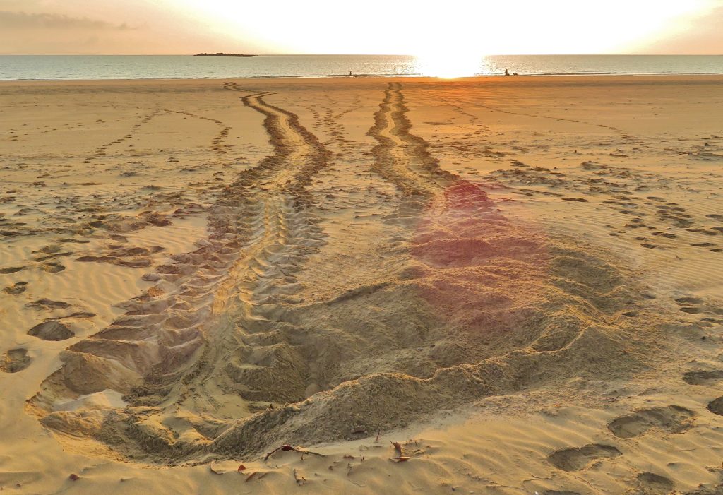Turtle nest on the beach