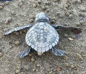 Olive Ridley hatchling