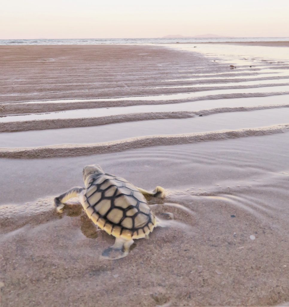 Flatback Hatchling