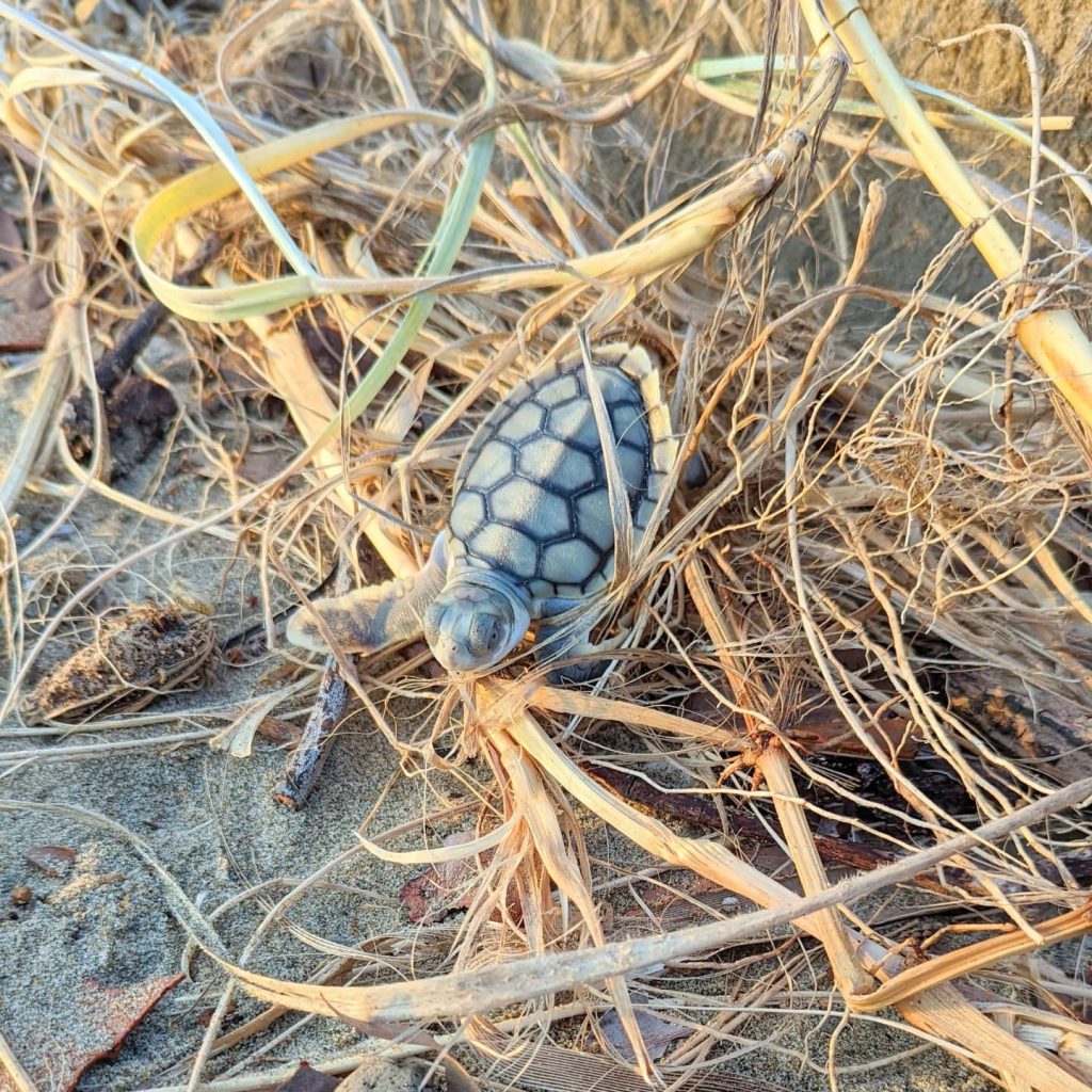 Caught in the grass